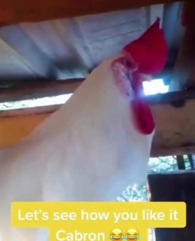 Guy catches the rooster asleep and wakes him up instead...