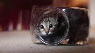 Kitten inna fishbowl