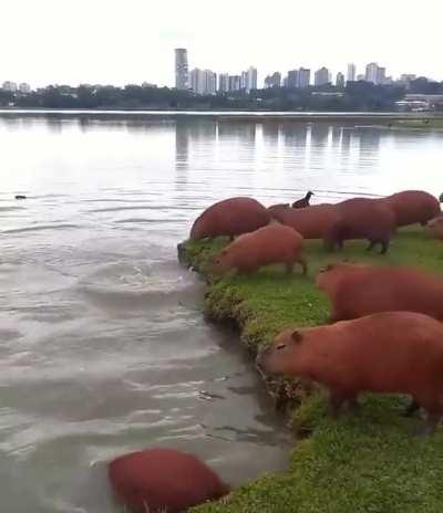 Capybaras jumping into a lake in Brazil