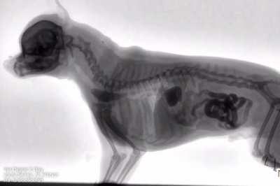 The anatomy of a dog eating