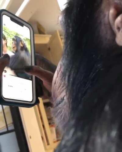 Chimp browsing instagram