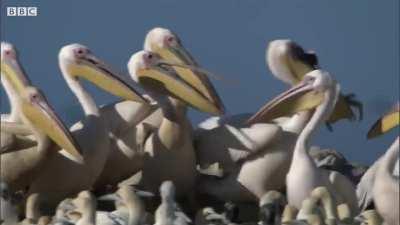 Pelicans fine alternate food source as a result of over fishing