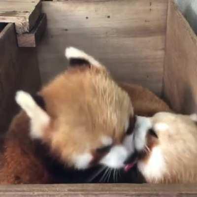 Red Panda Kisses