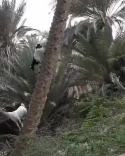 Did not know they could do that....Mountain Goats climbing freely on palm tree