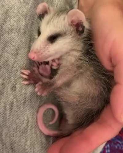 Baby opossum keeping up on their sleep