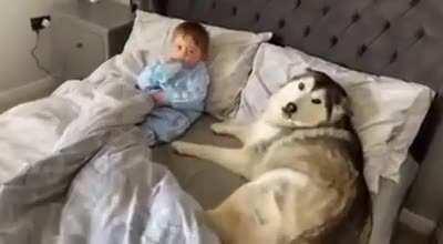 Good boy refuses to get out of bed before falling asleep while watching over his little human buddy