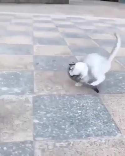 A sugar glider taming a kitten