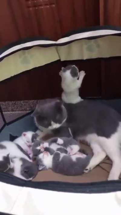 Mom and her kittens😍😍😍