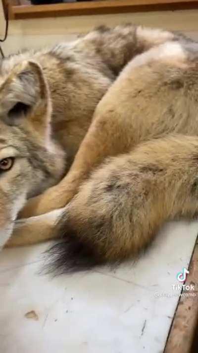 This realistic coyote pillow