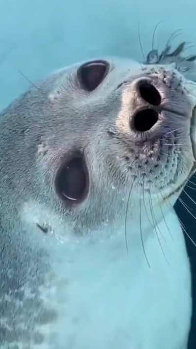 🔥 This beautiful Arctic seal checking out a wildlife photographer 🔥