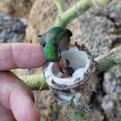 A hummingbird and it's babies