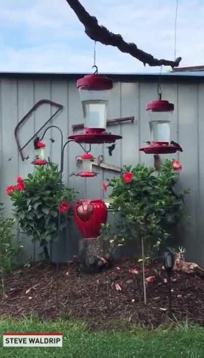 🔥 A backyard full of Hummingbird feeders gives you a backyard full of Hummingbirds.