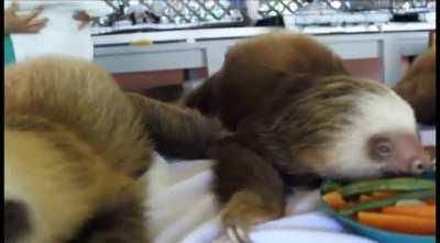 Lunch time for Sloth Babies!