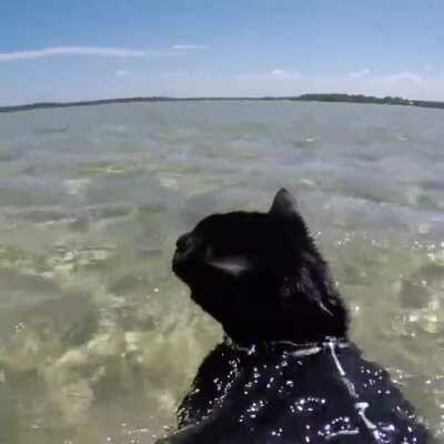 Cat who loves swimming in the ocean