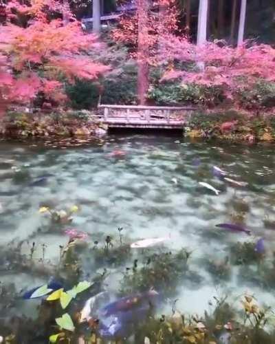 The Monet's Pond in Japan .