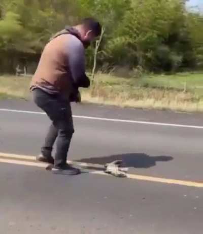 Road kill