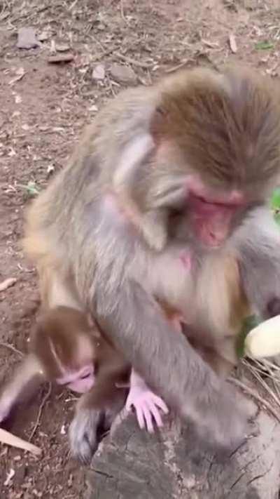 Monkey doesn't like banana strings