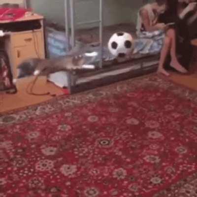 The goalkeeper (x-post from /r/gifs)