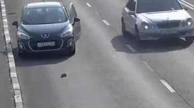 Man saves a kitten stuck on a busy road