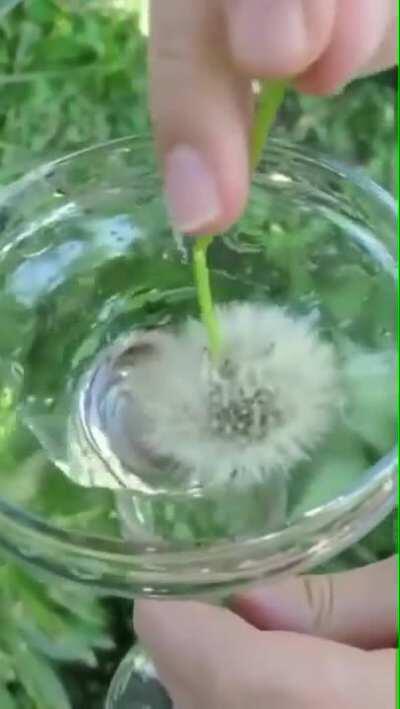 Dandelion seedheads are water resistant