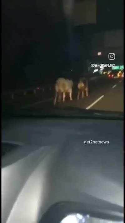 Truk muatan ternak mengalami kecelakaan di GT Cengkareng 2 arah Bandara Soekarno Hatta, Kamis malam pk. 19.37 wib. Akibatnya, sapi-sapi lepas di jalan tol. Belum diketahui penyebab kecelakaan,namun tak ada korban jiwa ataupun luka.