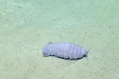 Real isopod hours