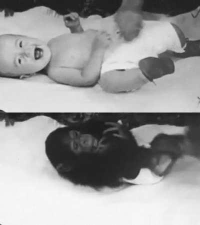 Human and chimpanzee infants react to tickling