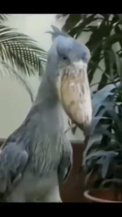 The Majestic Shoebill Stork