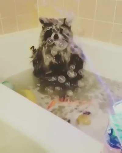 Raccoon playing with the bubbles