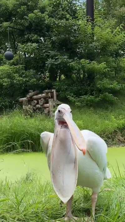 🔥Pelican staying cool