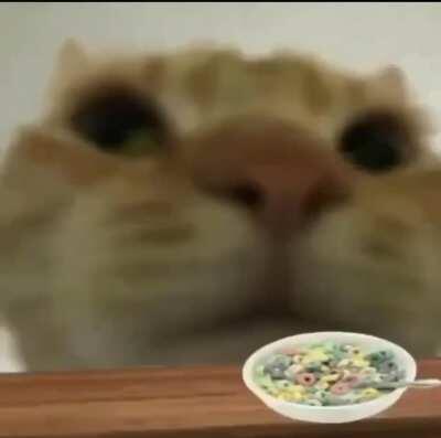 Me when I am a cat and I eat cereal