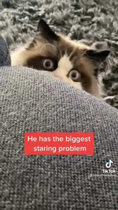 This cat only has eyes for you