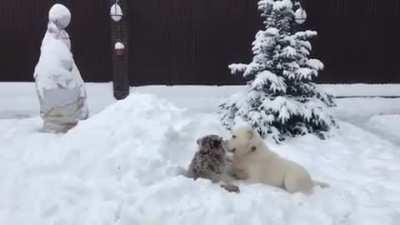 Tiger and dog in the snow