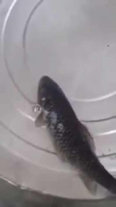 Frozen fish come to back to life!