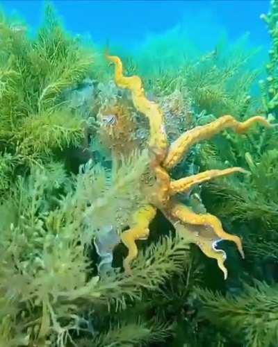 Cuttlefish have insane camouflage abilities