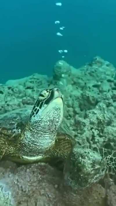 How a sea turtle sleeps underwater