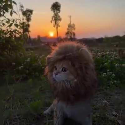 King of the jungle