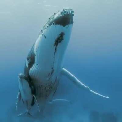 🔥 Mama Whale & Baby Whale together 🔥