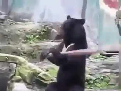 Kung Fu Bear.