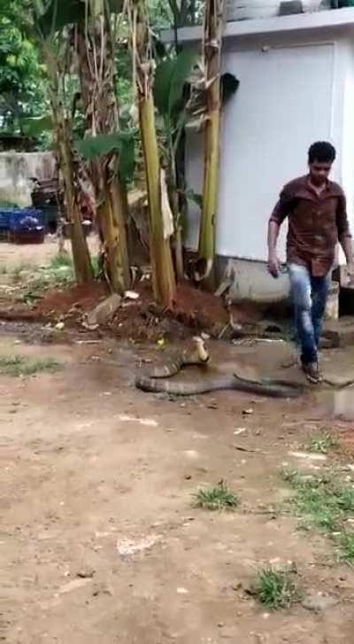 Indian man cools off a king cobra on a hot summer day