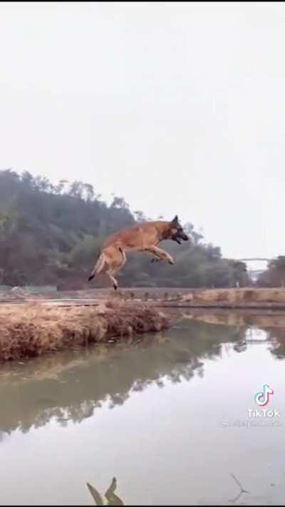 Belgian malinois jumps over the entire river.