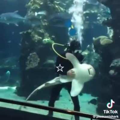 Shark allows Divers to pet them