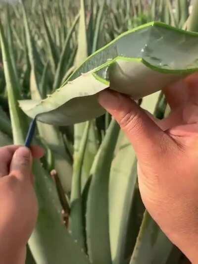 Cutting Down Aloe Vera