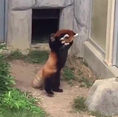 Red panda encounters a stone