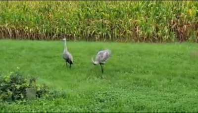 My GF recorded some cranes this morning. This was her interpretation of their interaction.