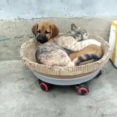 a basket of snuggles