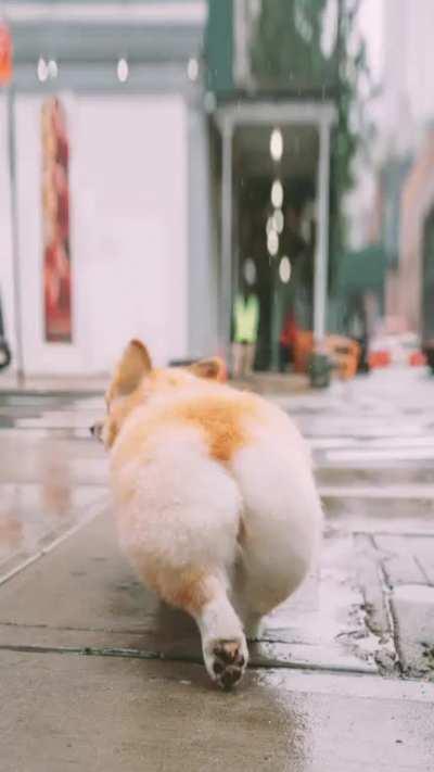 Someone called me a weirdo for always taking pics of my corgi's butt. This is how I responded...