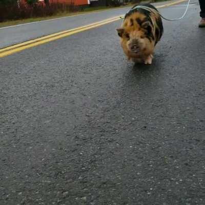 Meatball the KuneKune goes for a walk!