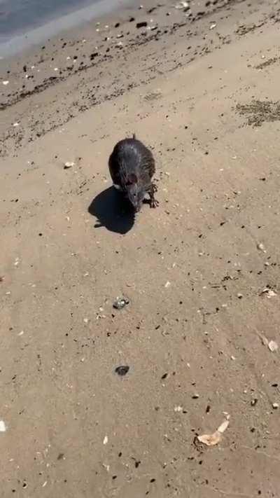 Splinter enjoying the beach 