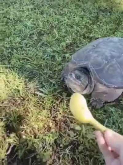 Turtles love bananas